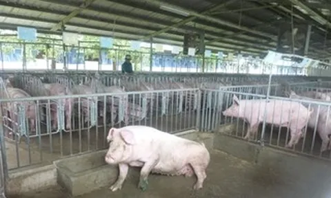 Giá heo hơi hôm nay, 18-6: Khu vực phía Nam đi xuống
