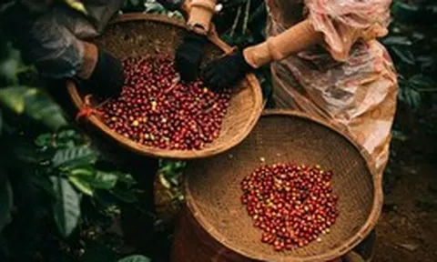 Cà phê đảo chiều giảm
