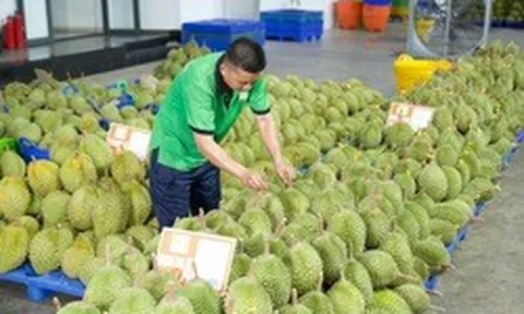 Gỡ nút thắt kiểm nghiệm để giữ thị trường tỷ đô cho sầu riêng Việt