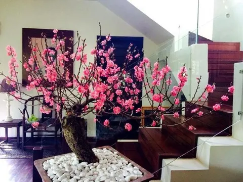 Lưu ý phong thuỷ khi đặt cây cảnh, hoa tươi trang trí nhà ngày Tết