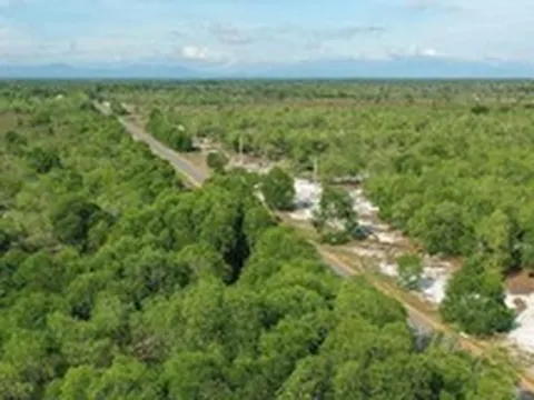 Chuyển đổi hơn 286ha rừng phòng hộ, đất trồng lúa làm khu đô thị, điện gió