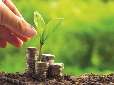 Sản xuất vật liệu cứng từ nấm thay thế nhựa