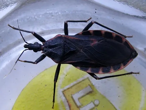 Phòng chống bọ xít hút máu người trong nhà