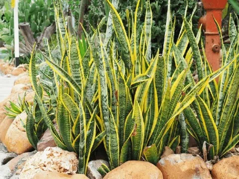 Những loại cây thích hợp trồng trên ban công