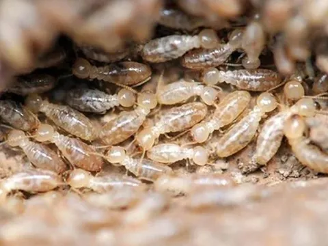 Giải pháp ngăn côn trùng vào nhà