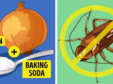8 mẹo đuổi côn trùng an toàn trong mùa hè