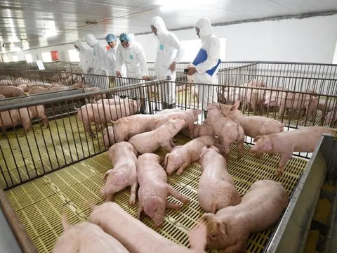 Dịch tả lợn châu Phi gia tăng, Thủ tướng yêu cầu xử lý dứt điểm