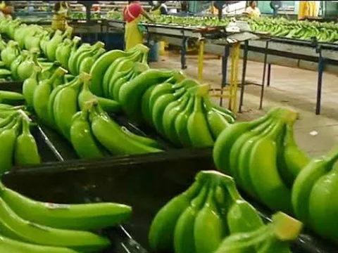 Lý do giá chuối xuất khẩu tăng trở lại