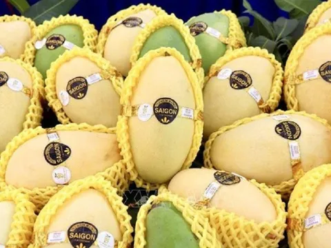 Mở cơ hội đưa trái xoài Việt chinh phục thị trường thế giới