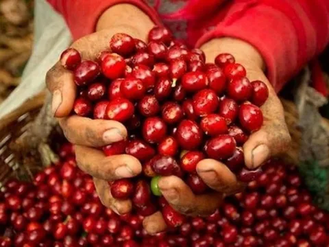 Giá cà phê "quay đầu" giảm nhẹ sau phiên tăng kỷ lục