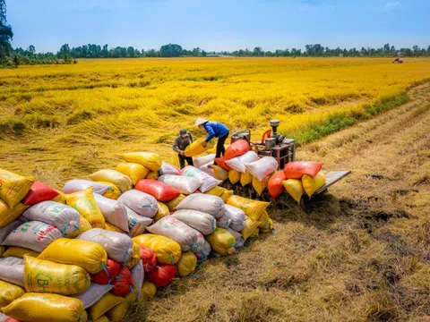Tín hiệu tích cực với giá gạo xuất khẩu: Kỳ vọng vượt mức 5 tỷ USD