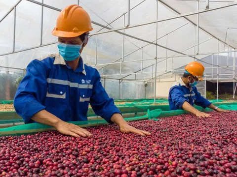 Cà phê sốt giá trên toàn cầu, nông dân Việt Nam thu lãi đậm, nhưng đâu mới là mức giá bền vững?