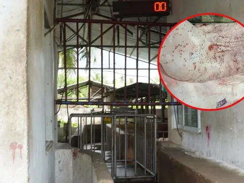 Hình ảnh tố heo bệnh tại Công ty C.P. Việt Nam là thật, người tố cáo tiết lộ thêm thông tin mới