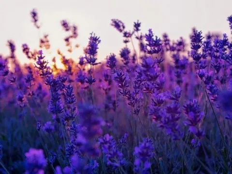 "Sóng" cuồn cuộn tại nhóm cổ phiếu bất động sản dân cư, loạt mã DXG, DXS, HDC, NHA... đồng loạt tăng trần, còn cơ hội đầu tư?