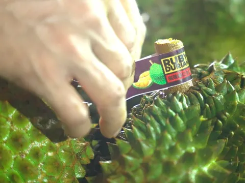 Cục Trồng trọt và Bảo vệ thực vật thông tin mới nhất về hoạt động kiểm nghiệm sầu riêng