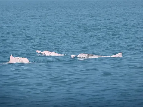 Giải pháp AI cho thấy thành công bước đầu trong bảo vệ loài cá heo trắng Trung Quốc