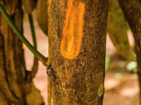 Một loại ‘vàng nâu’ quý báu của thế giới nhưng Việt Nam trồng bạt ngàn: Từ thân đến lá đều ra tiền, thu về gần 250 triệu USD kể từ đầu năm