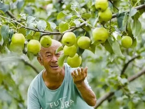 Xinhua Silk Road: Công nghệ số giúp ngành lê thơm phát triển mạnh tại một huyện ở miền Bắc Trung Quốc