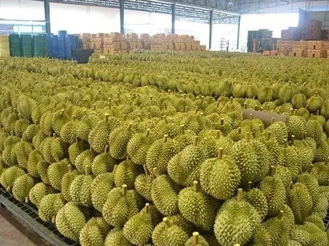 Sầu riêng Thái Lan ‘hụt hơi’ trước Việt Nam tại Trung Quốc, láng giềng lập tức ra chiến lược mới