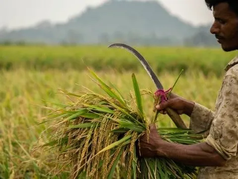 Một quốc gia vừa nhập khẩu gạo tăng gấp 95 lần trong năm 2025, Thái Lan, Việt Nam đều không phải nhà cung cấp lớn nhất