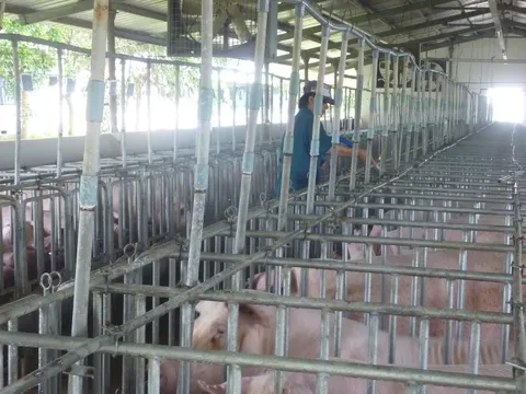 Giá heo hơi hôm nay, 30-1: Bật tăng dữ dội