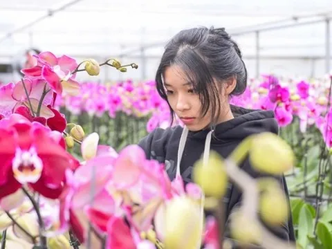 Đầu tư 10 tỉ đồng trồng loài hoa "quý tộc" bán cho người dân chơi Tết