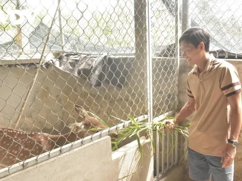 Nuôi loài thú ăn lá mít, cỏ dại mà tạo ra thứ "đại bổ", nông dân 9X thu về hơn 1 tỷ đồng/năm
