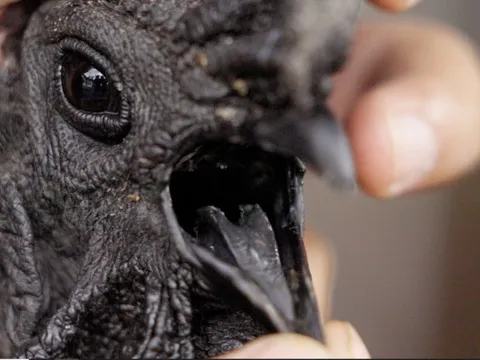 Nghề nuôi con kỳ lạ ở Việt Nam: Loài vật đen sì toàn thân, trứng giá cả triệu đồng vẫn không đủ bán