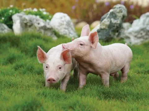 Giá bán heo giảm 20%, BAF Việt Nam báo lỗ 265 tỷ đồng quý 4/2025