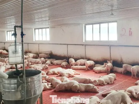 'Lâu lắm rồi người nuôi lợn mới có cái Tết vui như thế này'