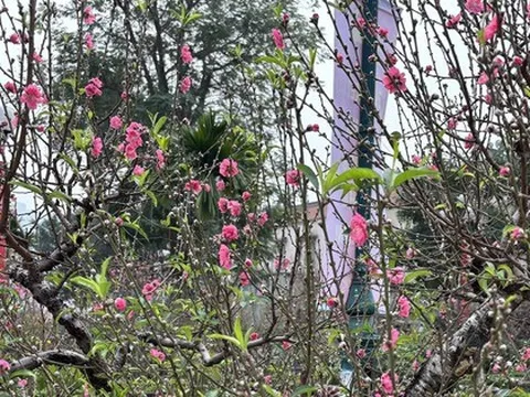 "Cụ" đào trăm năm tuổi, giá thuê 120 triệu đồng giữa phố Hà Nội