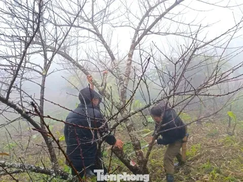 Đổ xô lên núi săn đào đá về bán Tết