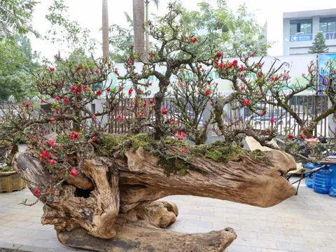 Độc lạ cặp đào thất thốn leo gỗ hoàng đàn giá gần 1 tỷ đồng