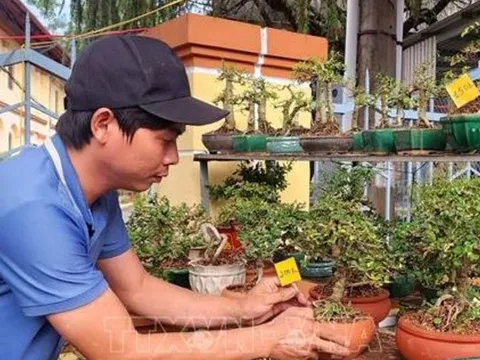 Hoa Tết vào vụ, chợ hoa xuân rộn ràng