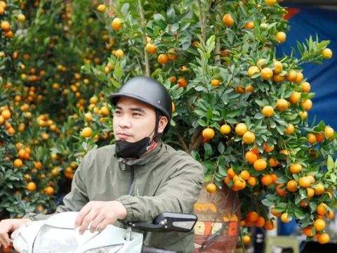 Người vận chuyển đào quất 'hái ra tiền' dịp Tết