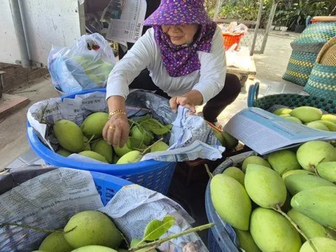 Xoài Tết quá mắc, người bán thấy giá cũng "sợ"