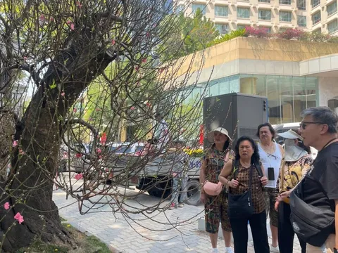 Đào cổ thụ giá trăm triệu hút khách ở chợ hoa TPHCM