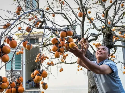‘Báu vật’ giữa vườn hồng cổ được trả nửa tỷ nhưng chủ không bán