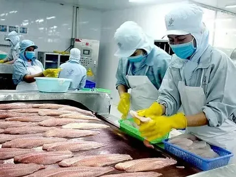 Giá cá tra lập đỉnh