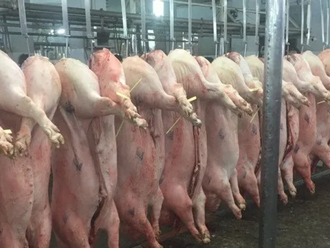 Giá heo hơi hôm nay, 13-2: Diễn biến lạ tại chợ đầu mối