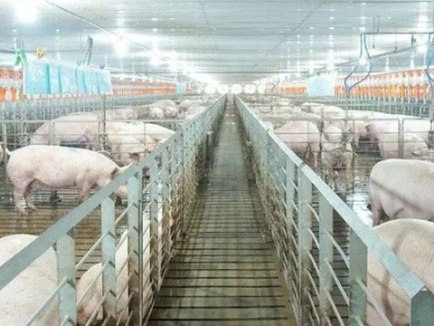 Các 'ông lớn' ngành chăn nuôi kinh doanh ra sao trong năm 2025?