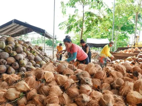 Đằng sau việc dừa gia nhập nhóm xuất khẩu tỷ USD