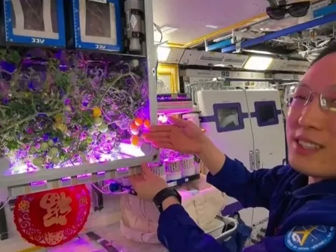 Trung Quốc lại khiến thế giới sửng sốt chỉ nhờ "khoe" cây cà chua sai trái: Công nghệ của họ đã đi quá xa