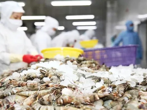 Mỹ giảm mạnh thuế chống bán phá giá với tôm Việt