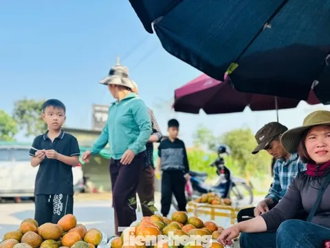 Cả xã nhộn nhịp thu hoạch cam bù ngày Tết