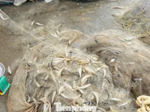 Ngư dân trúng 'lộc biển' đầu năm, thu tiền triệu mỗi ngày