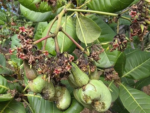 Sâu bệnh bùng phát sau mưa trái mùa, vụ điều ở Đồng Nai đối mặt rủi ro lớn