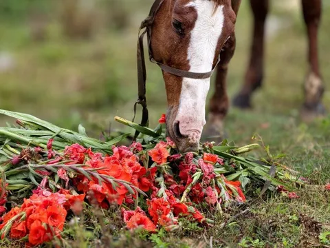 Hoa lay-ơn nở muộn, nông dân ngậm ngùi nhổ bỏ