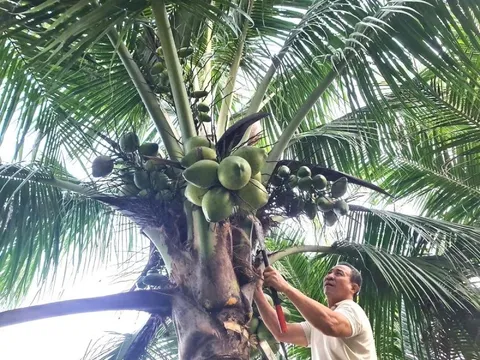 Từng trắng tay vì cà phê, lão nông 70 tuổi "đổi vận" lãi nửa tỷ mỗi năm từ 6 triệu đồng vốn vay ngân hàng