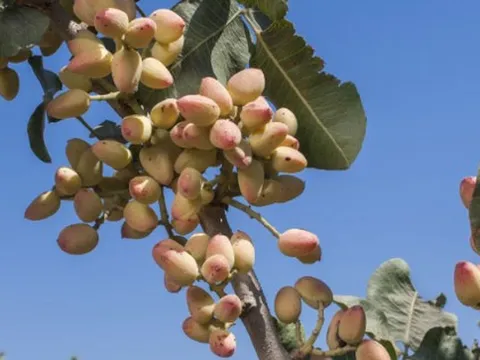 Đắt hơn sầu riêng, Việt Nam bất ngờ thu về hơn 100 triệu USD từ loại quả không tự trồng được, đã tiêu thụ khắp thế giới trong 8.000 năm qua